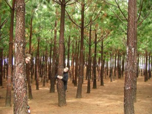 Pinienwald gepflanzt bei Forestacion