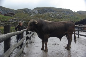 Alex mit dem 2Tonnen Stier