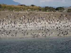 Pinguine erst einmal aus der Ferne