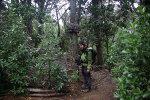 Alex im Canelo-Wald in der Hand einen Knoten, der durch einen Parasitenpilz entsteht