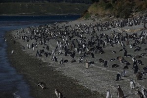 die Insel der Pinguine