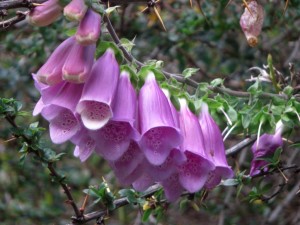 wau, patagonische Flora 