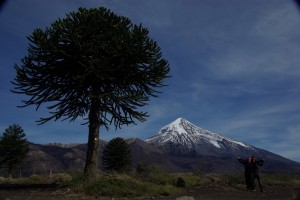 eine Araukarie, der aelteste Baum de Welt - faszinierend fuer Dani :-) im Hintergrund der Vulkan Lanin