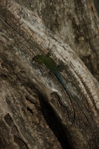 interessante Tierwelt am Calafquen-Strand