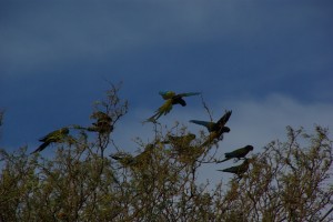 Wau, Papageien am Weg !