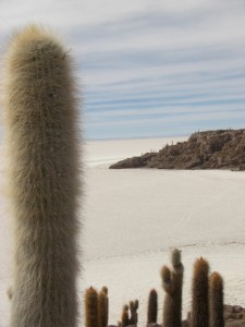 schoener Kakteenwald auf der Insel mitten im Salar de Uyuni