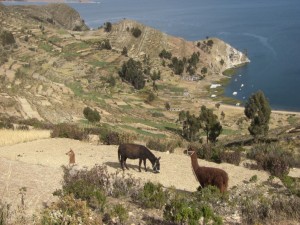 Natuerlich duerfen Lamas und Esel auch nicht fehlen