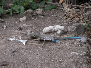 und auch anderen bunten Tieren begegnet man am Weg 