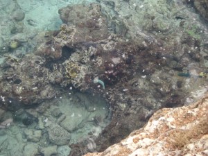 sogar den Fischen kann man beim Schwimmen zusehen