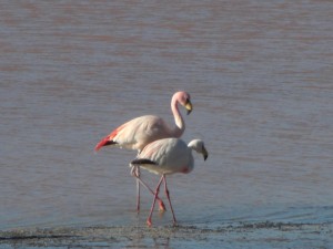 Flamingos in der Laguna Colorada
