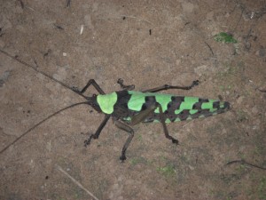 auf der Wanderung begegnen wir auch sehr exotisch aussehenden Tierchen