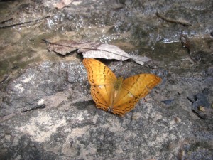 und sehen wunderschoene Schmetterlinge