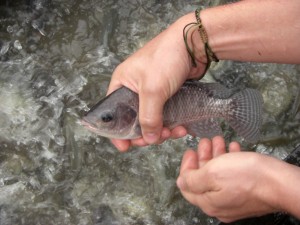 Wenn man schnell ist kann man die kleinen Fische mit der Hand fangen :-)