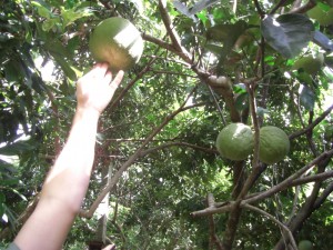 ...und Pomelos - enorm grosse Pompelmo. 