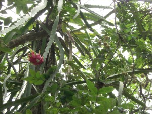 Allerhand exotische Fruechte wachsen im Delta - hier Danis Liebling, die Drachenfrucht...