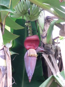 ... natuerlich Hunderte von Bananenpalmen - hier in voller Bluete...