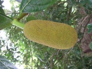 ...die stinkende Durianfrucht...