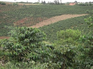 Im zentralen Hochland wird massiv Kaffee angebaut - vor allem Robusta.