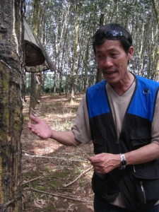 Auch sehr interessant die Kautschukplantagen - Mr. Thai demonstriert...