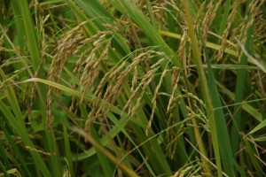 Reis kurz vor der Ernte