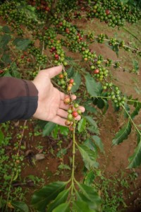 Ahaaaa, so also waechst Kaffee - die roten Fruechte werden geerntet und enthalten jeweils 2 Kaffeebohnen