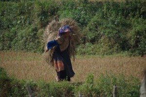 Der geschnittene Reis wird abtransportiert - die Frau in der farbenpreachtigen Tracht der Blumen - Hmong