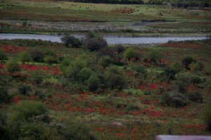 Wunderschoene grellrote Buesche - der Herbst ist doch was schoenes!