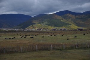 Das Hochplateau von Shangri La - endlich Tibet! Yaks, Gebetsfahnen, Berge und wunderschoene Landschaft