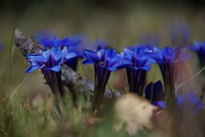 ...fuer uns, die wir gern fotographieren ein gefundenes Fressen :-)
