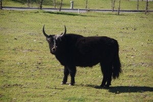 Hallihallo, ein wilder Geselle - ueberrall Yaks und...