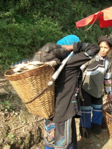 Schwein lebendig im Bucklkorb nach Hause transportiert...