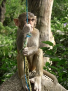 ...nette Affen - besonders die jungen natuerlich - allerdings stehlen sie alles was sie kriegen koennen - und was essbar aussieht :-)