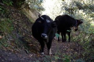 ... in dem Fall stimmte wohl das Sprichwort der Kluegere gibt nach :-)  - wir zahlmaessig ueberlegene Menschengruppe machten einen grossen Umweg um die den Weg blockierenden Yaks...