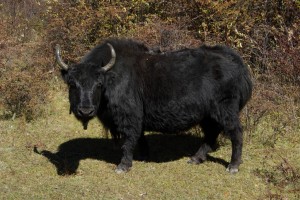 ...mit einer der Yak-Kuh Kreuzungen, die der Familie gehoeren