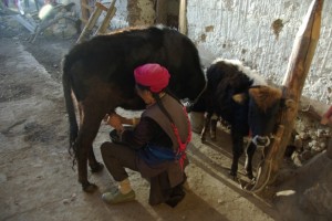 Grossmutter melkt die Yak-Kuh Kreuzung - super Milch!!!