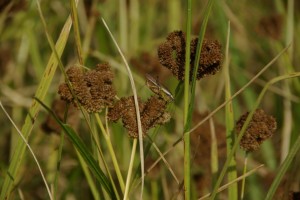 ...auf den abgeernteten Reisfeldern wird nun Millet angebaut, ein mohnartiges Getreide das gemahlen und zu Brot und Bier verarbeitet wird