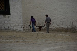 ...eine fuer ein buddhistisches Kloster eigentlich unpassende Szene - 2 Maenner mit einem Yakkopf :-)