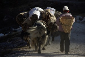 ...die Tiere sind vollbeladen und die Treiber sammeln noch am Weg trockene Fladen auf