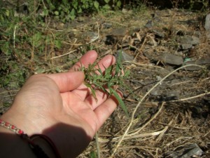 ...am Weg begegneten wir immer wieder wildem Hanf - Nepal ist nicht umsonst unter den groessten drogenproduzierenden Laendern der Welt