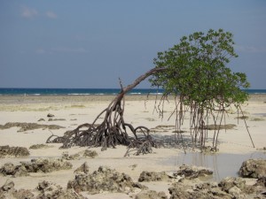 EIn Strandspaziergang vorbei an einsamen Mangroven...