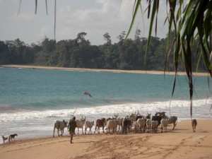 Der Anblick der uns am Christtag (25. Dezember) weckt - ein Hirte treibt seine Kuehe ueber den Strand 