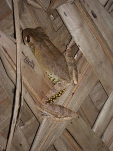 Interessante Gaeste haben wir in der Huette - als der Frosch uns aber das Bett nassspritzte, als wir ihn zu vertreiben versuchten, hatten wir keine Freude mehr :-)