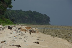 Wir machen laenge Runden auf dem endlosen Strand...