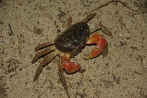 Manche unserer tierischen Besucher am Strand haben eine respektable Groesse - wie dieser LAndkrebs