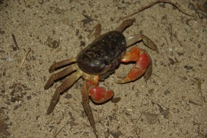 Manche unserer tierischen Besucher am Strand haben eine respektable Groesse - wie dieser LAndkrebs