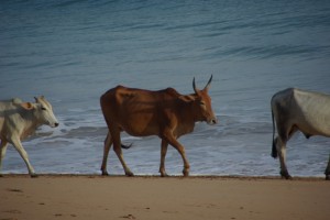 ...und natuerlich die immer praestenten Kuehe :-), wir sind halt doch in Indien