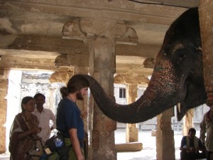 Ich segne dich...Alex holt sich den Segen von Ganesh, dem Elefantengott - hier in Form des Tempelelefanten :-)