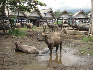 ...das Wahrzeichen, die -heilige Kuh- und das wichtigste Nutztier in Toraja, der Wasserbüffel...