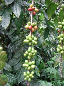 ...Kaffee, die Hochebene Torajas ist weltberühmt für den ausgezeichneten Kaffee...