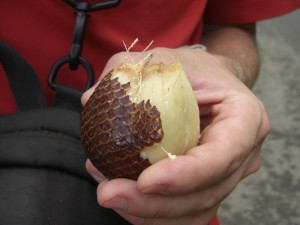 Eine interessante Frucht - schmeckt wie eine Mischung aus Apfel und Walnuss